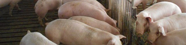 Pig farm