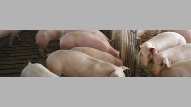 Pig farm