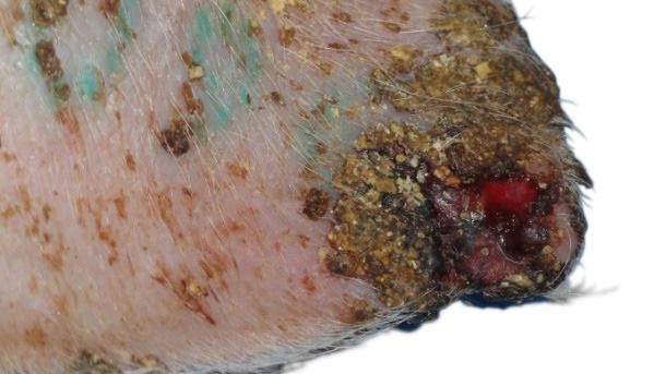 Ear necrosis: Ulceration, crust formation and thickening of the epidermis