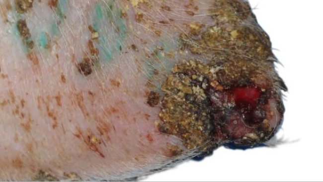 Ear necrosis: Ulceration, crust formation and thickening of the epidermis