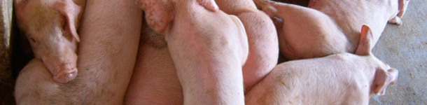 Свиньи, пораженные высокопатогенным вирусом РРСС
