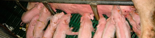 Pig litter

