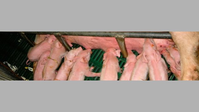 Pig litter