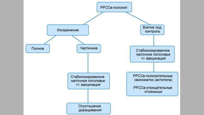 Рисунок 1. Схематичное изображение различных подходов при работе с РРССв-положительными поголовьями