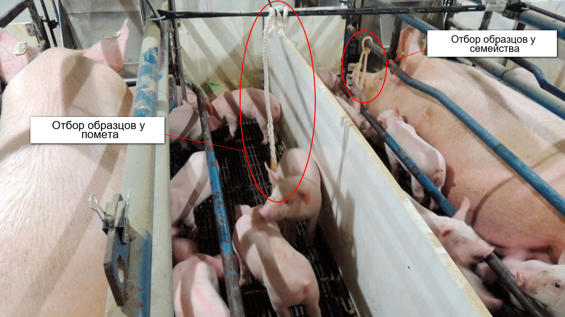 Рисунок 1. Отбор образцов у помета (используя для этого хлопковую веревку в отношении только поросят)&nbsp;и у семейства (используя для этого хлопковую веревку в отношении свиноматок и поросят).
