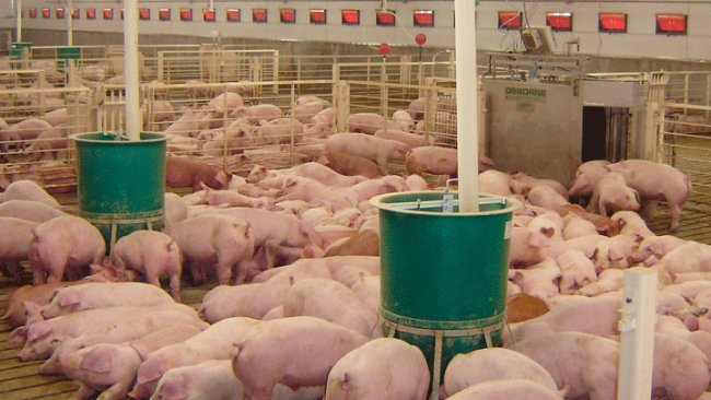 Osborne’s exclusive Weight Watcher™ system manages the growth of up to 600-head of pigs in large groups by the daily weighing and sorting of animals as they move from water to feed pens.