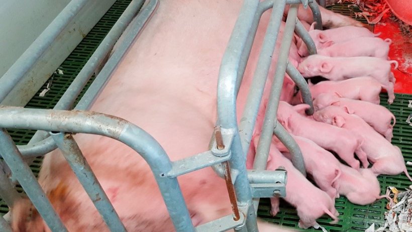 Figure 4. Crate with fingers and a floating rail. The floating rail is a very efficient system to prevent piglets from being laid&nbsp;on. The purpose of the fingers is to facilitate access to the sow udder.
