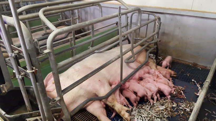 Figure 5. Adjustable rails are more comfortable for the sows because they offer a greater width for them to lie down and nurse their piglets. Despite this, proper adjustment is essential,&nbsp;so that they do not cover a complete row of teats.
