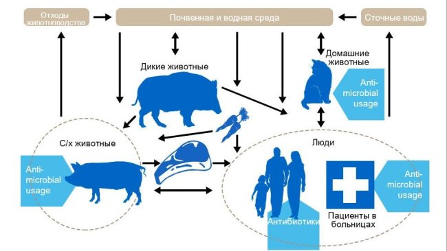 Факторы, обуславливающие противомикробную резистентность в различных секторах. Синим отмечено управление антибиотиками. Http://www.effort-against-amr.eu/
