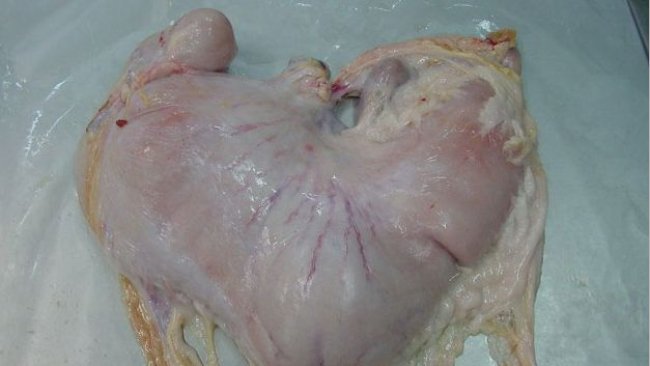 Желудок свиньи с содержимым