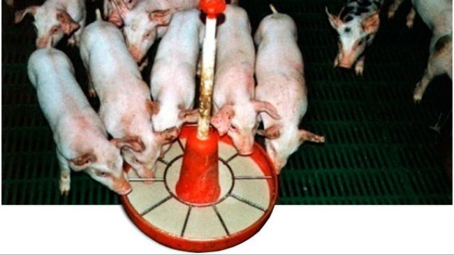 Использование каши или полужидкого корма способствует раннему приему пищи и адаптации к твердому корму