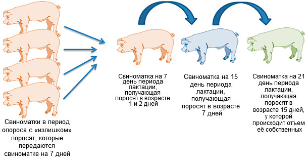 Адоптация
