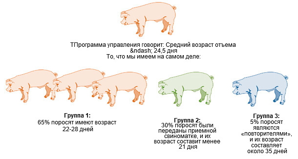 На многих фермах адоптация происходит подобным образом
