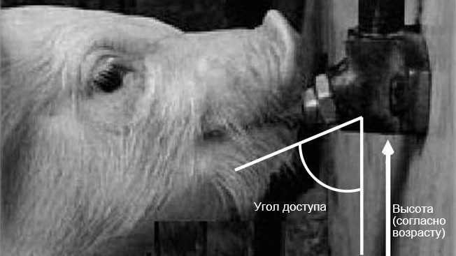 Рисунок 2: Высота и угол наклона поилки являются наиболее важными конструктивными особенностями. Диаметр трубы, давление и система клапанов будут определять поток воды. Взято с изменениями: Руизанд Мантека (2004); Сантома и Понтес, (2006).
