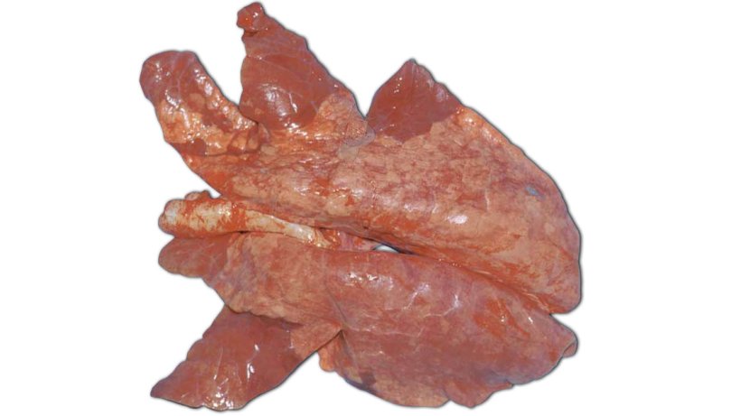 Рис. 1: Энзоотическая пневмония - сильные поражения легких. Источник: Pathology lecture, contributed by Pat Halbur
