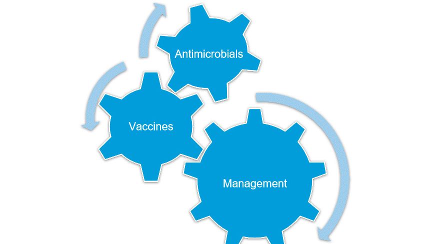 Рисунок 1. Полный контроль над Mycoplasma hyopneumoniae достигается, если комбинируются &nbsp;различные стратегии.
