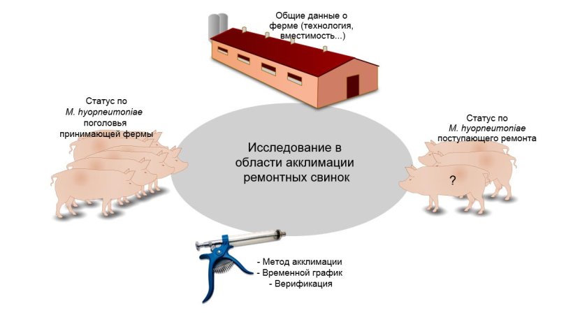 Рисунок 1. Информация об акклимации ремонтных свинок, собранная в процессе исследования.
