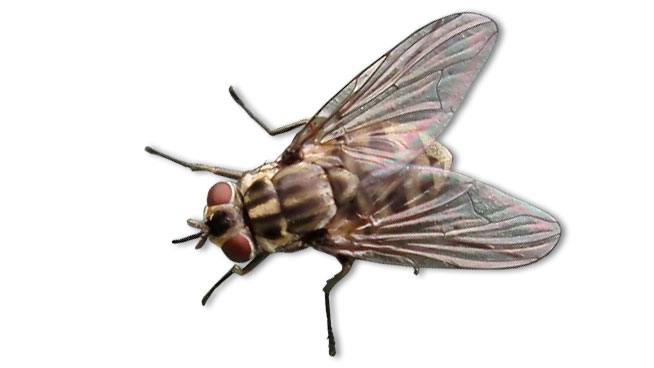 Муха-жигалка (Stomoxys calcitrans)
