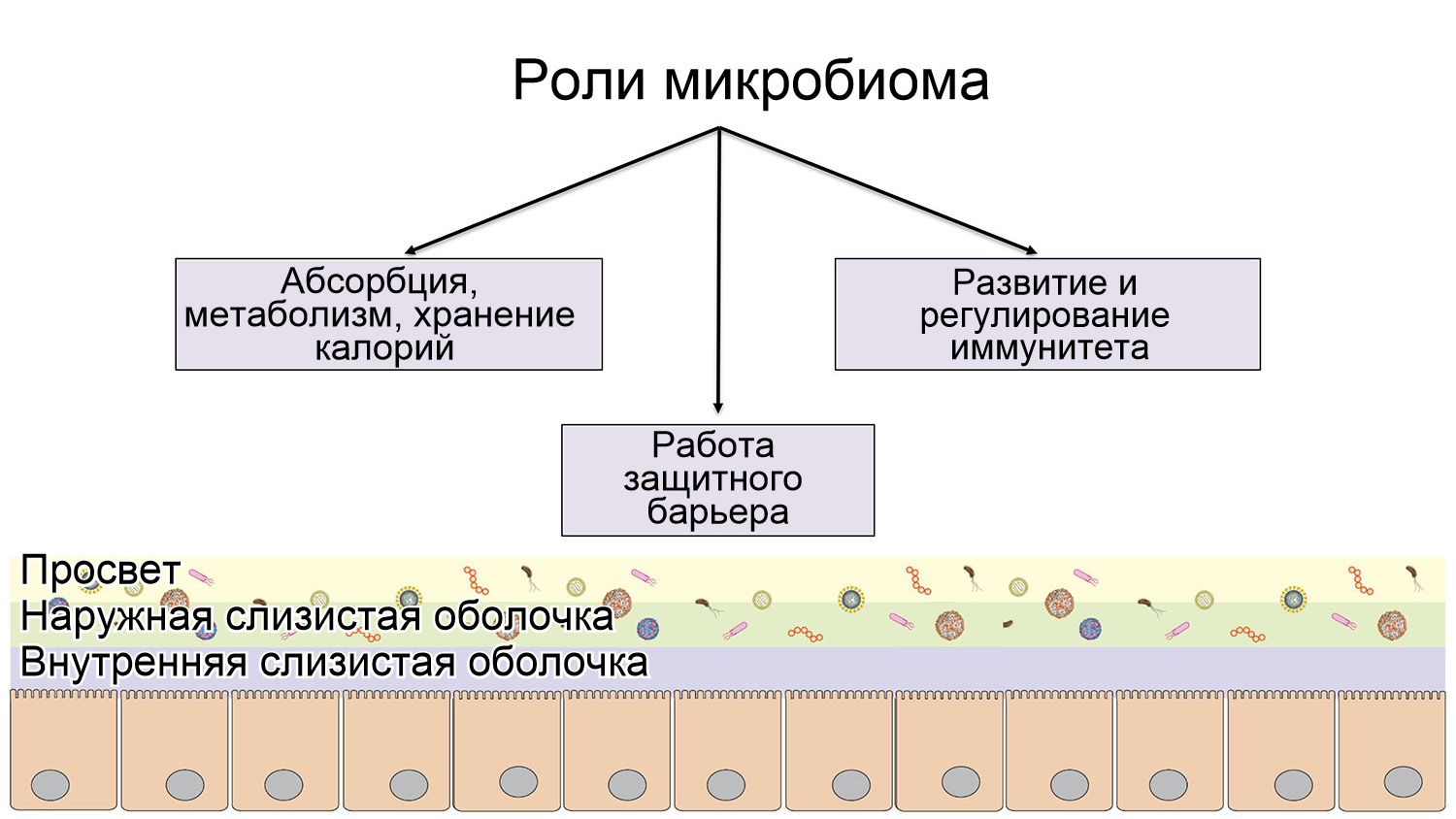 Роли микробиома: формирование защитного интестинального барьера; переваривание и метаболизирование нутриентов; регулирование иммунитета
