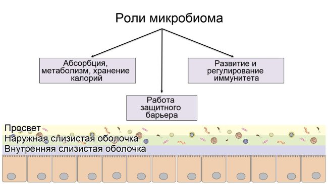 Роли микробиома: формирование защитного интестинального барьера; переваривание и метаболизирование нутриентов; регулирование иммунитета