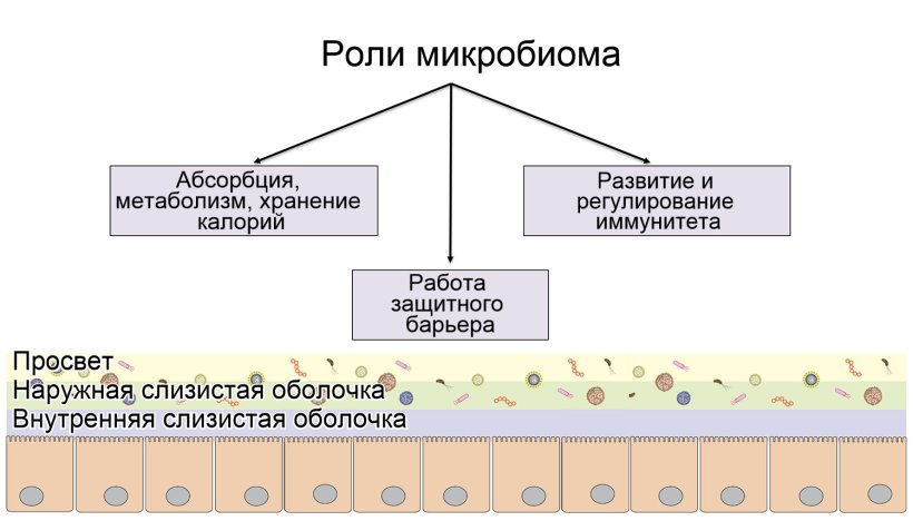 Роли микробиома: формирование защитного интестинального барьера; переваривание и метаболизирование нутриентов; регулирование иммунитета
