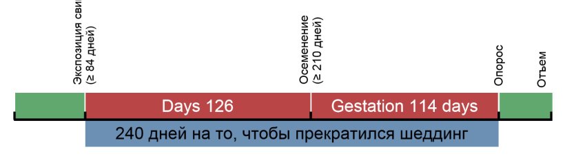 Рисунок 1. Временной график экспозиции ремонтных свинок
