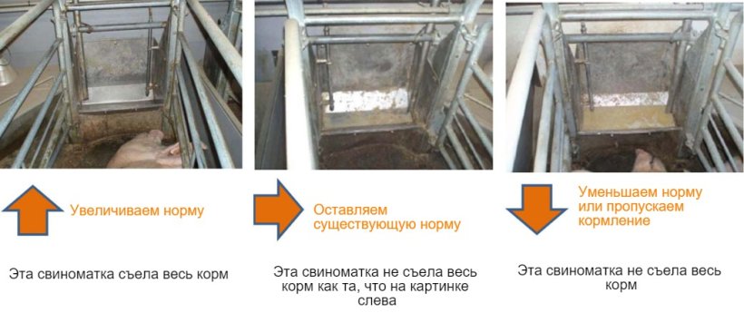 Рсунок&nbsp;2:&nbsp; Кормушки у свиноматок необходимо проверять по крайней мере раз в день, после чего, в зависимости от увиденного, принимается решение может ли свиноматка съесть еще или нет.&nbsp;Источник: Исследовательский центр свиноводства
