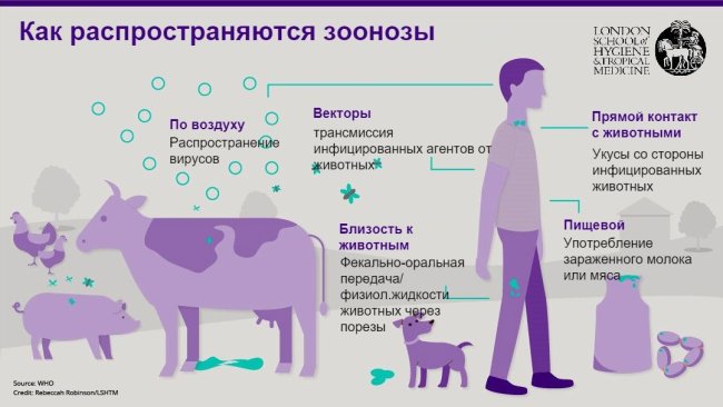 Рисунок 1. Пути распространения зоонозных заболеваний. Зонозы - это инфекции, которые могут передаваться от животных человеку, но так же и от человека животным. Источник: Лондонская школа гигиены и тропической медицины.