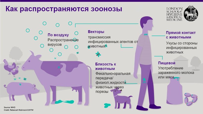 Рисунок 1. Пути распространения зоонозных заболеваний. Зонозы - это инфекции, которые могут передаваться от&nbsp;животных человеку, но так же и от&nbsp;человека животным. Источник: Лондонская школа гигиены и тропической медицины.

