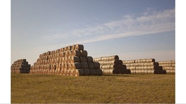 кормовых единиц объемистых кормов