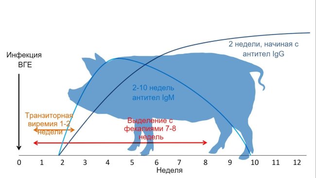 Ответ на инфекцию вируса гепатита Е 