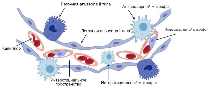 Рисунок 2: Схема легочной альвеолярной стенки.

