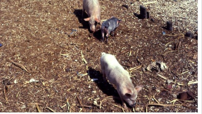 pigs nigeria
