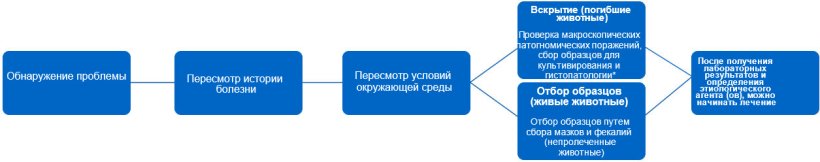 График 1. В диаграмме решений показаны шаги ,которых следует придерживаться при постановке диагноза и назначении надлежащего лечения. * Тип поажения может предоставить нам информацию об инфекционном агенте.
