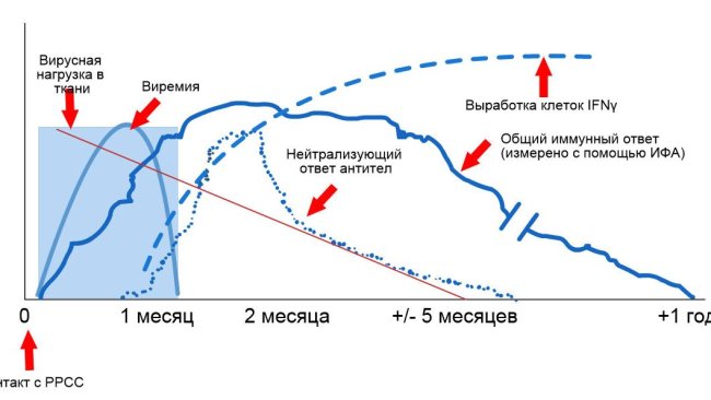 Схема выявления вируса и антител после контакта с РРСС: Данный график показывает изменения концентрации (ось Y) во времени (ось Х) различных аналитов, используемых при анализе. После контакта с РРСС вы обнаружите вирус в крови свиней (виремия), что обычно длится примерно от 2 до 4 недель, в зависимости от возраста и иммунного статуса свиней. Сероконверсия (обнаружение антител) обычно появляется в период 7-10 дней после контакта и длится несколько месяцев, затем животное становится серонегативным. Нейтрализация антител появляется в период от 4 до 6 недель после контакта (López и Osorio, 2004).