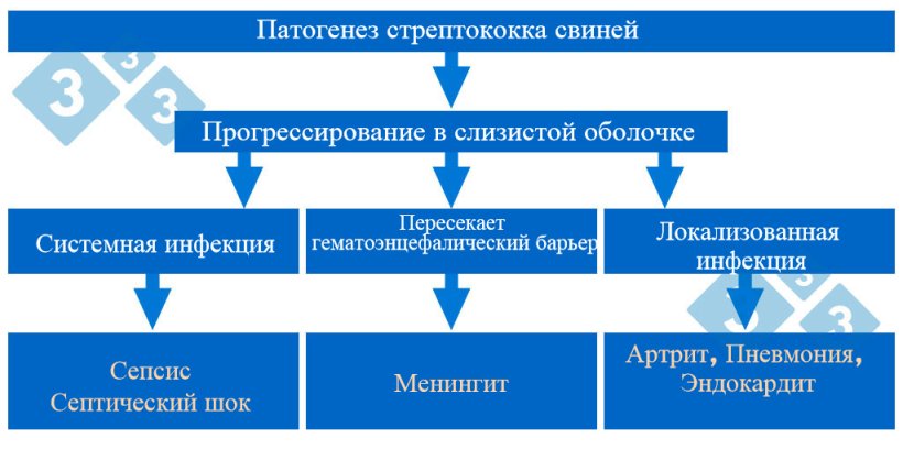 График 1. Патогенез стрептококка свиней
