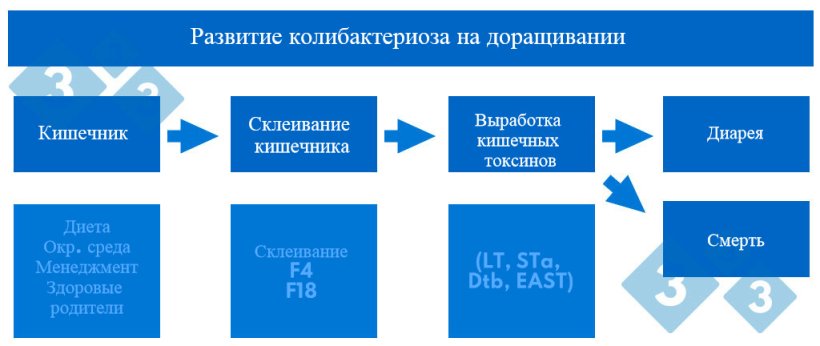 График 2. Развитие колибактериоза на доращивании
