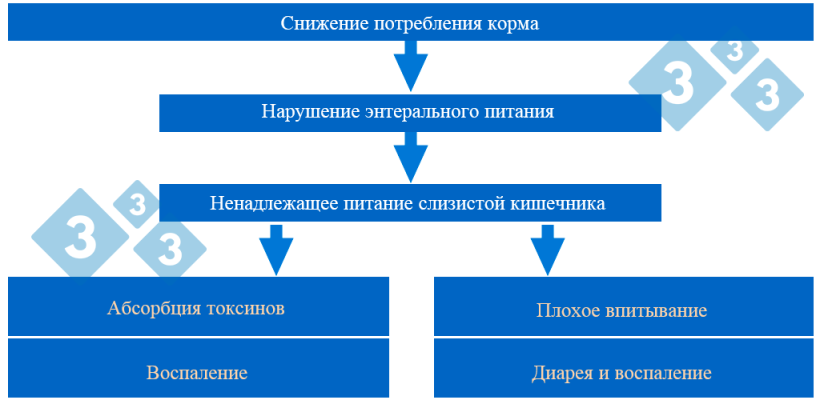 График 3. Патогенез послеотъемного синдрома
