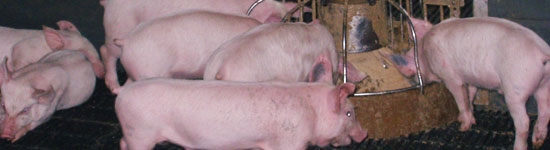 Fattening pigs