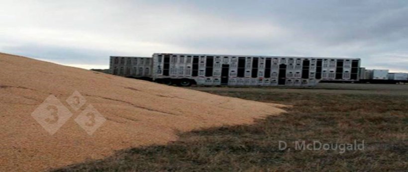 Фото 2. Непосредственная близость загрязненных транспортных средств и внешнего хранилища кукурузы. Любезно предоставлено доктором Дугом Макдугалдом.
