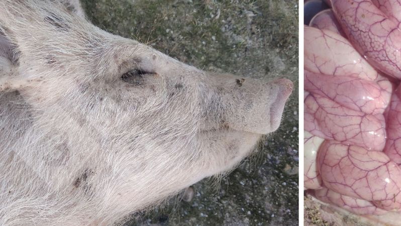 Фото 3 и 4: Вид поросенка и его кишечника, заболевшего колибактериозом.

