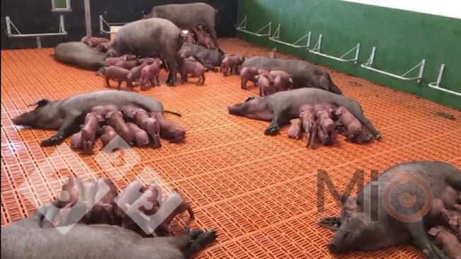 Фото 2. Пример группового станка в лактационный период, где и свиноматки и поросята могут перемешиваться и взаимодействовать. Источник: mio1989.com