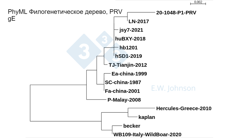 Фото 5. PhyML Филогенетическое дерево, PRV gE, показывающее штаммы типа 1 (подобные Каплану/Беккеру), штаммы &laquo;классического&raquo; типа 2 (подобные Fa/SC/Ea) и штаммы типа 2 с повышенной вирулентностью (подобные TJ/hb1201). Недавняя PRV, этот случай [20-1048], и PRV hSD1-2019 энцефалита человека объединяются с TJ/hb1201.
