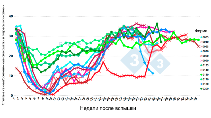 Фото 2.&nbsp;Показаны изменения в годовом исчислении поросят, отъемышей/осемененных свиноматок, с течением времени после РРСС (вспышка варианта 1-4-4 L1C на 12 различных фермах, демонстрирующая падение продуктивности, для восстановления которого требуется до 30 недель).

