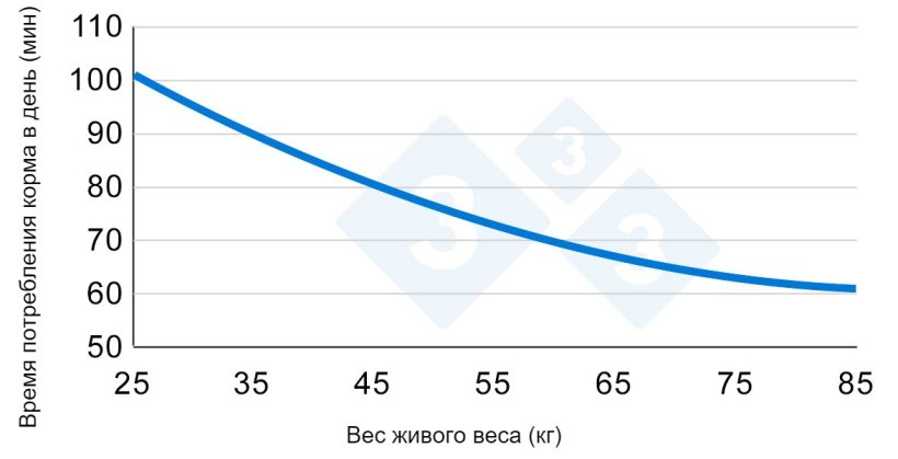 График 2. Изменение времени, затрачиваемого на потребление корма в период роста свиней. адаптация Hyun et al., 1997.
