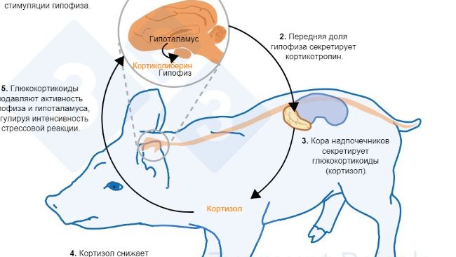 Рисунок 2. Через несколько минут или часов после стресса активируется ось гипоталамо-гипофизарно-надпочечниковая (ГГН). Гипофиз выделяет кортикотропин, который, достигая коры надпочечников, вызывает секрецию глюкокортикоидов, в том числе кортизола. Глюкокортикоиды подавляют активность гипофиза и гипоталамуса, благодаря чему регулируют интенсивность стрессовой реакции. Кортизол широко используется в качестве маркера стресса у свиней, а также в качестве неинвазивного теста слюны.
