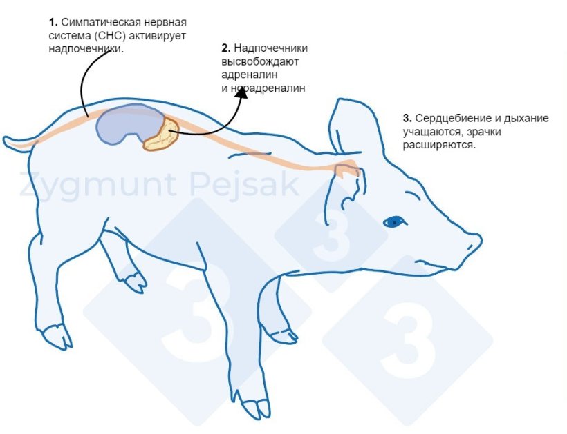 Рисунок 1. После запуска стрессового фактора симпатическая система стимулирует надпочечники к выбросу адреналина и норадреналина. Активацию симпатической системы у свиней можно измерить с помощью хромогранина А (CgA).
