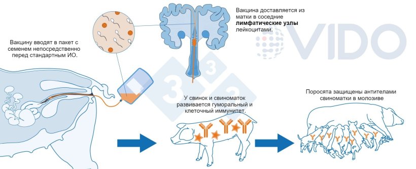 Рисунок 1. Предлагаемый механизм внутриматочной вакцины. Внутриматочная вакцина доставляется в матку во время стандартного или постцервикального искусственного осеменения для создания антителоопосредованного и клеточного иммунного ответа у свинкок/свиноматок. Вырабатываются колостральные антитела, которые доставляются новорожденным подсосным поросятам.
