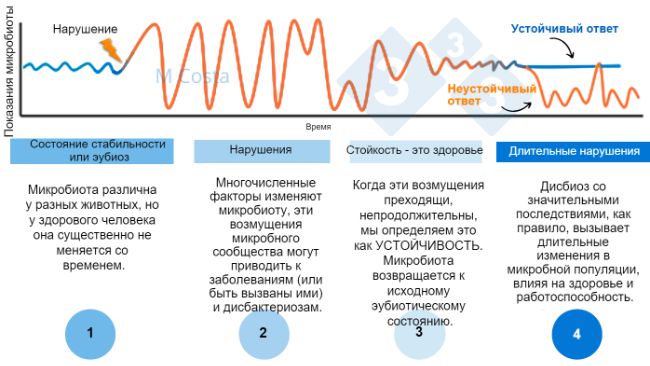 Рисунок 1 &ndash; Гипотетическая диаграмма, изображающая реакцию микробиоты на инсульт. 1) Здоровые животные имеют нормальную степень изменчивости микробиоты, которая не приводит к заболеванию (это называется эубиозом, 2) Расстройство (например, тепловой стресс) может привести к нестабильности микробиоты, вызывая заболевание. 3) Устойчивая микробиота вернется в состояние, подобное тому, которое было до расстройства, когда болезни нет. 4) Неустойчивые микробиоты не &laquo;придут в норму&raquo;, что приведет к дисбактериозу и длительному состоянию болезни.
