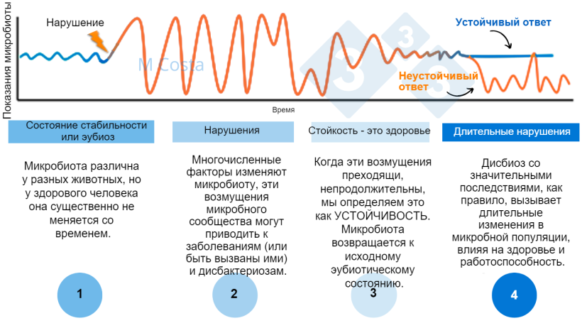 Рисунок 1 &ndash; Гипотетическая диаграмма, изображающая реакцию микробиоты на инсульт. 1) Здоровые животные имеют нормальную степень изменчивости микробиоты, которая не приводит к заболеванию (это называется эубиозом, 2) Расстройство (например, тепловой стресс) может привести к нестабильности микробиоты, вызывая заболевание. 3) Устойчивая микробиота вернется в состояние, подобное тому, которое было до расстройства, когда болезни нет. 4) Неустойчивые микробиоты не &laquo;придут в норму&raquo;, что приведет к дисбактериозу и длительному состоянию болезни.
